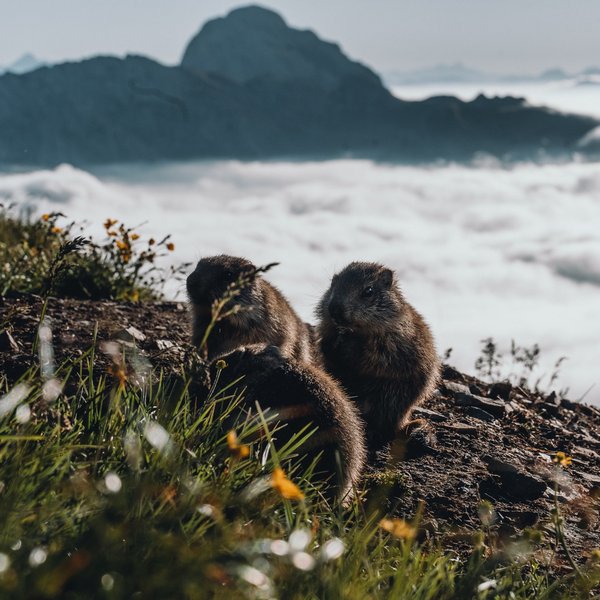 Aktivurlaub in Südtirol – bereit für Natur pur? Drei Murmeltiere sitzen auf einer Bergwiese mit Nebel und Bergen im Hintergrund