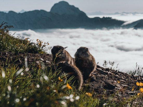 Die Dolomiten – Skiurlaub und so viel mehr Drei Murmeltiere sitzen auf einer Bergwiese mit Nebel und Bergen im Hintergrund