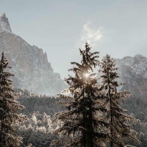 Aktivurlaub in Südtirol – bereit für Natur pur? Sonnendurchflutete Tannen vor verschneiten Bergen im Winter