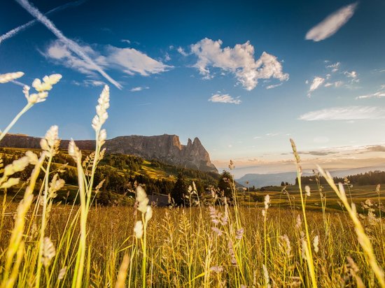 Die Dolomiten – Skiurlaub und so viel mehr Blick auf Alpenwiese mit Gräsern und Berglandschaft im Hintergrund bei Sonnenuntergang