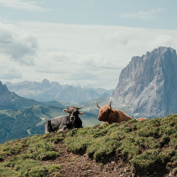 Aktivurlaub in Südtirol – bereit für Natur pur? Zwei Kühe liegen auf grüner Wiese mit Berglandschaft im Hintergrund