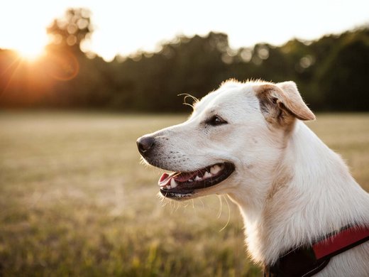 Inclusive services – last-minute South Tyrol holidays White dog with red collar outdoors at sunset