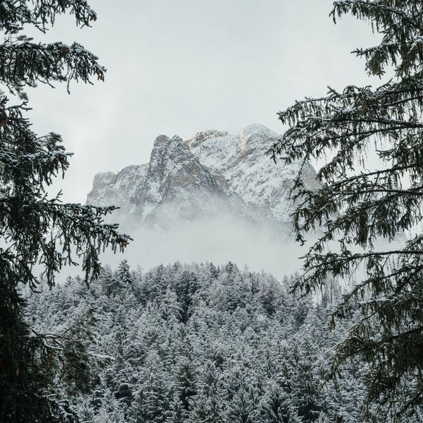 Seiser Alm: Skiurlaub de luxe Schneebedeckte Tannen und Berge mit Nebel an einem bewölkten Tag